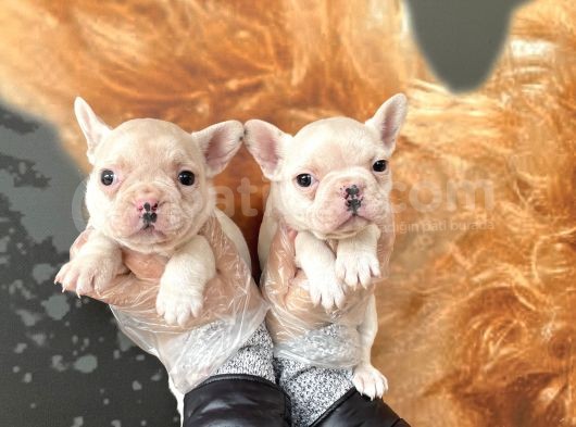 Muhteşem Renkli French Bulldog Yavruları görsel