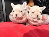 Muhteşem Renkli French Bulldog Yavruları
