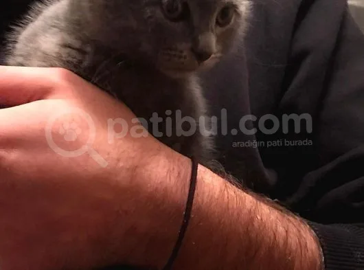 Tamamen Safkan Sıfır Kulak Küçük Oğlumuz Sahiplendirilecektir