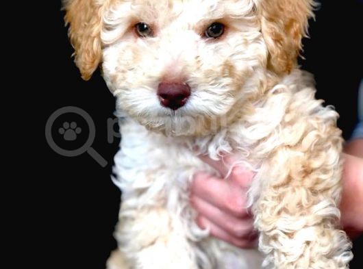 Sevimli Toy Poodle Erkek Bebek görsel