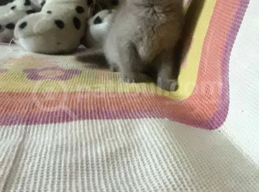 Scottish Fold Yavrular Rezerveye Açılmıştır