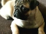 Veteriner Teknikerinden Irk Ve Sağlık Garantili Sevimli Pug