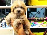 2 Aylık Erkek Malti̇poo Yavrularımız