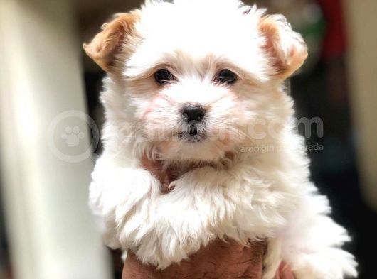 2.5 Aylık Di̇şi̇ Malti̇poo Yavrularımız görsel