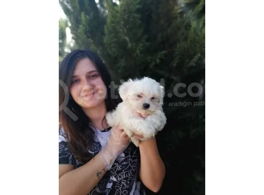 Maltese Yavruları (Bursa Köpek Okulu)