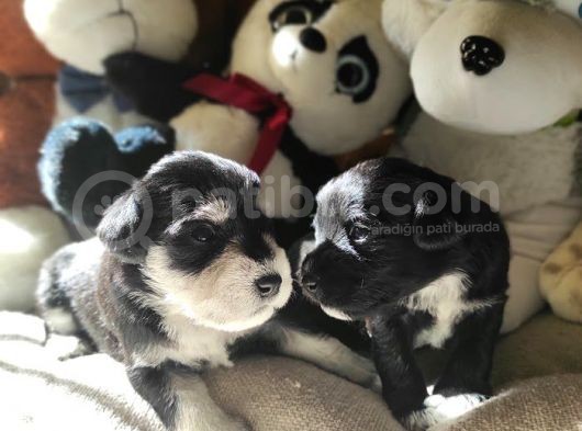 Minyatür Schnauzer Yavruları (Bursa Köpek Okulu) görsel