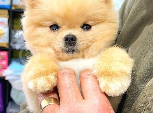 Pomerani̇an Boo görsel