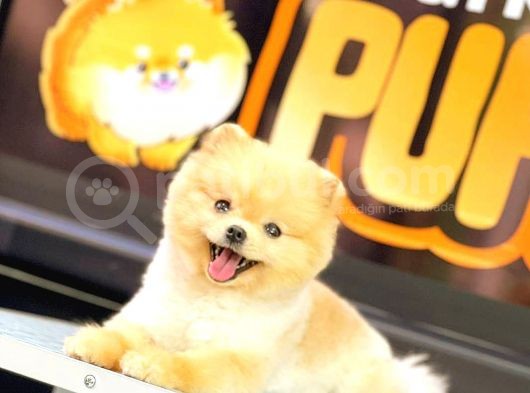 Pomerani̇an Boo görsel