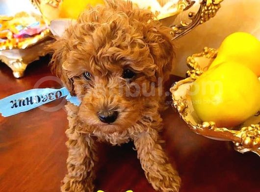 Toy Poodle görsel