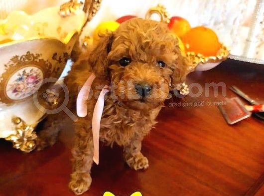 Toy Poodle görsel