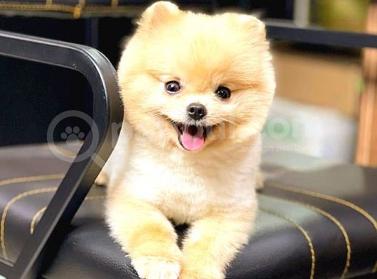Pomerani̇an Boo görsel