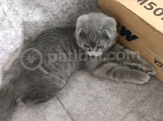 Tamamen Safkan Sıfır Kulak Küçük Oğlumuz görsel