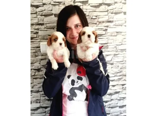 Cavalier King Charles Yavru (Bursa Köpek Okulu)