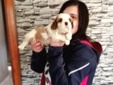 Cavalier King Charles Yavru (Bursa Köpek Okulu)