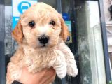 Erkek Toy Poodle Yavrumuz
