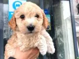 Erkek Toy Poodle Yavrumuz