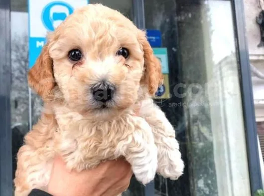 Erkek Toy Poodle Yavrumuz