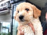 Erkek Toy Poodle Yavrumuz