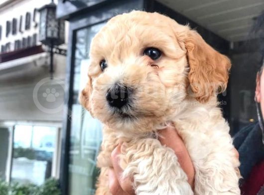 Erkek Toy Poodle Yavrumuz görsel