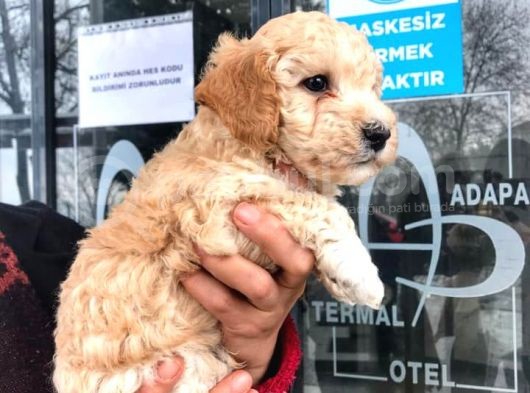 Erkek Toy Poodle Yavrumuz görsel