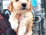 Erkek Toy Poodle Yavrumuz