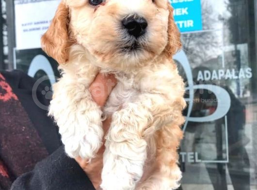 Erkek Toy Poodle Yavrumuz görsel