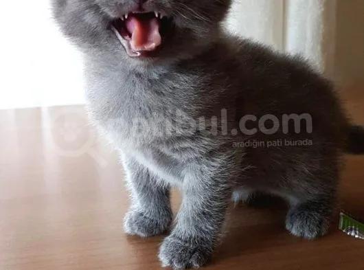 Yavru Scottish Fold Dişi