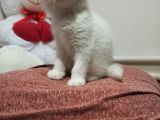 Scottish Fold Yavrumuz Yuva Arıyor