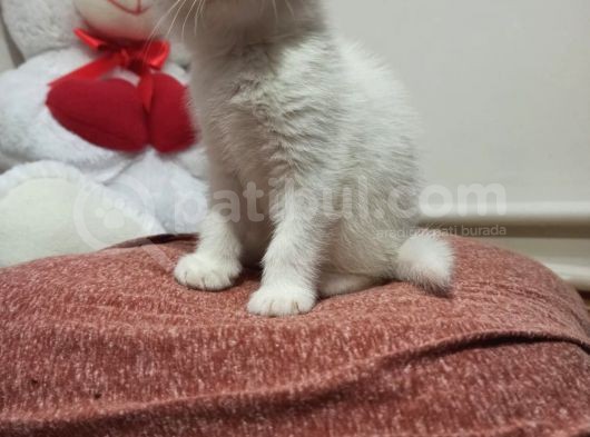 Scottish Fold Yavrumuz Yuva Arıyor görsel
