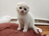 Scottish Fold Yavrumuz Yuva Arıyor