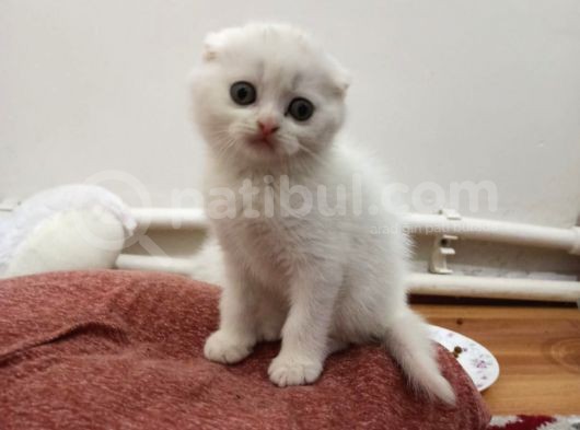 Scottish Fold Yavrumuz Yuva Arıyor görsel