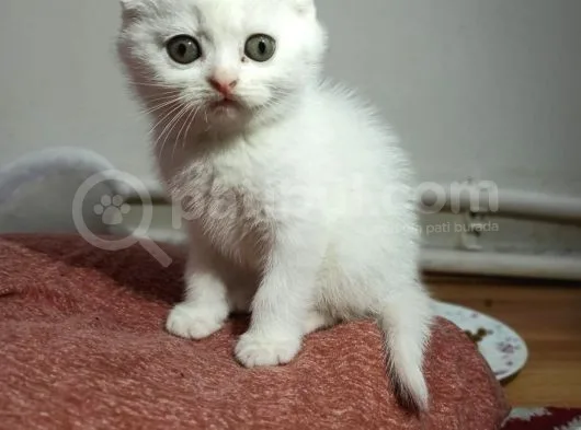 Scottish Fold Yavrumuz Yuva Arıyor