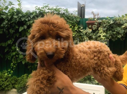 Toy Poodle Dair Her Şey görsel