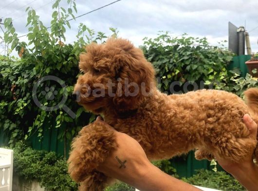 Toy Poodle Dair Her Şey görsel