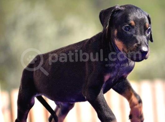 Doberman Yavrularımız görsel