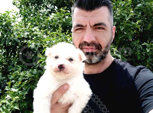 Kartopu Samoyed Yavrularımız görsel