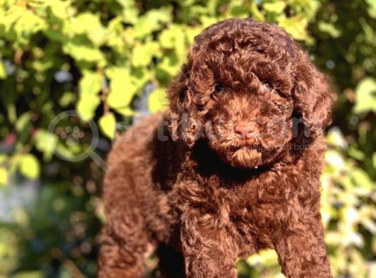 Çi̇kolata Toy Poodle Yavrumuz görsel