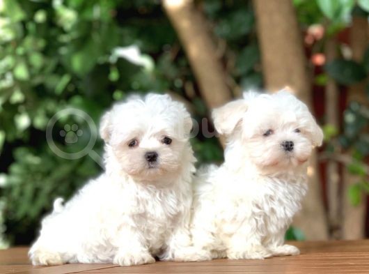 Teacup Maltese Yavrular görsel