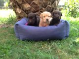 Labrador Yavruları