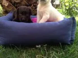 Labrador Yavruları