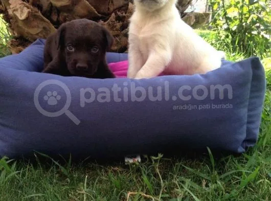 Labrador Yavruları