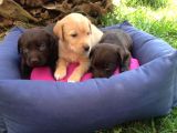 Labrador Yavruları