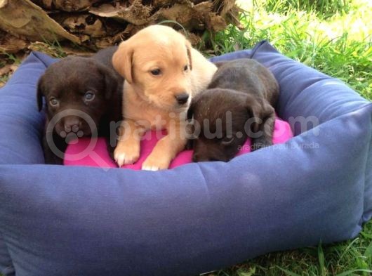 Labrador Yavruları görsel
