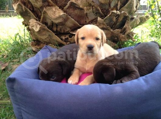 Labrador Yavruları görsel