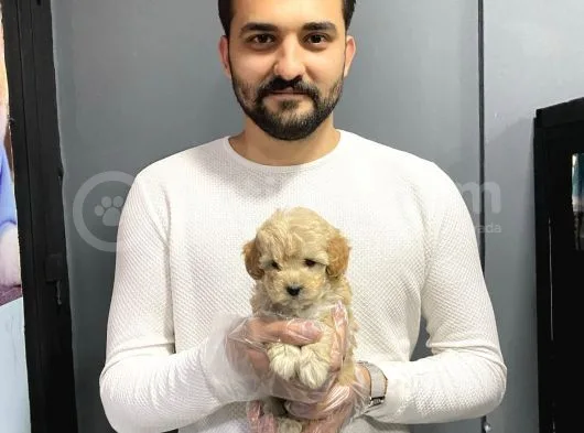 Show Kalite Toy Poodle Yavruları