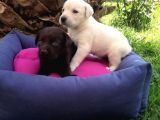 Labrador Yavruları