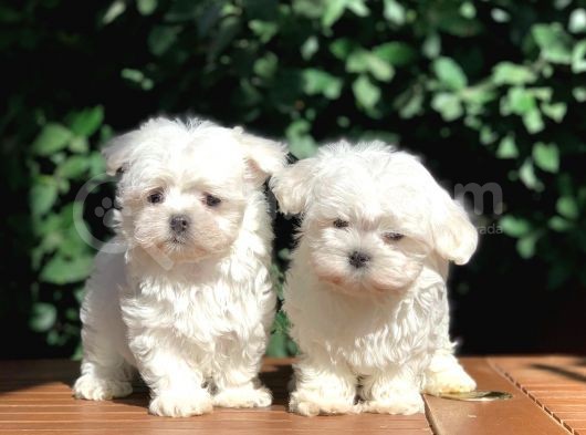 Teacup Maltese Yavrular görsel