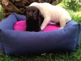 Labrador Yavruları