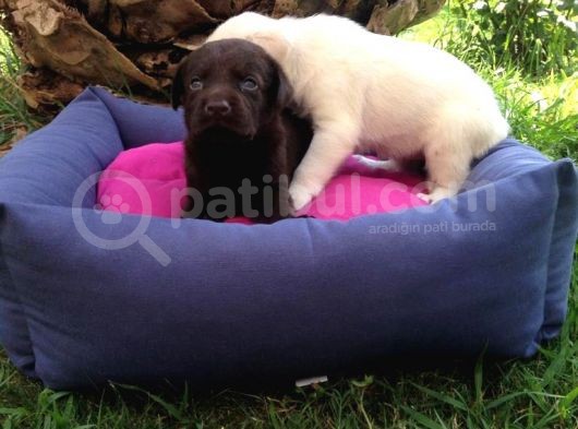 Labrador Yavruları görsel