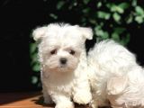 Teacup Maltese Yavrular